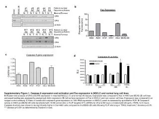 Supplementary Figure 1. Caspase 8 expression and activation and Fas expression in NSCLC and normal lung cell lines.