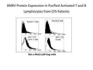 XMRV Protein Expression in Purified Activated T and B Lymphocytes from CFS Patients