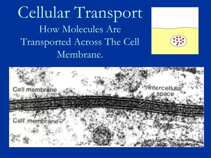 cellular transport how molecules are transported across the cell membrane