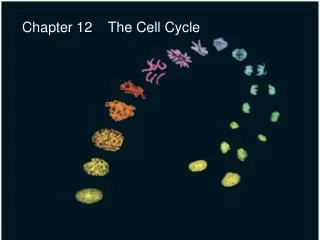 Chapter 12 The Cell Cycle
