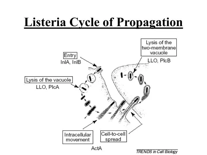 listeria cycle of propagation