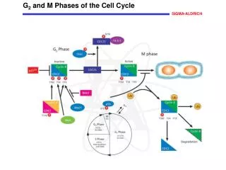 G 2 and M Phases of the Cell Cycle
