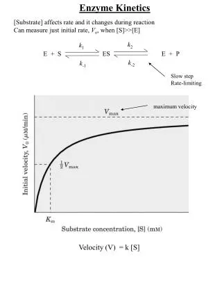[Substrate] affects rate and it changes during reaction Can measure just initial rate, V o , when [S]&gt;&gt;[E] 	E +