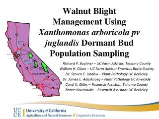 Walnut Blight Management Using Xanthomonas arboricola pv juglandis Dormant Bud Population Sampling