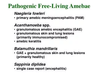 Naegleria fowleri primary amebic meningoencephalitis (PAM) Acanthamoeba spp. granulomatous amebic encephalitis (GAE)