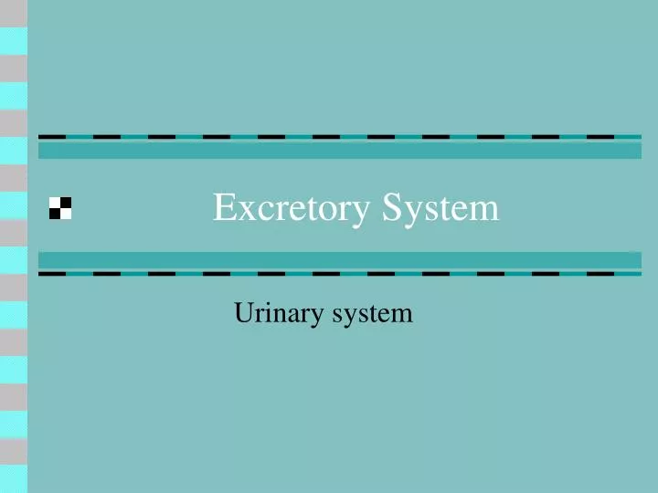 excretory system