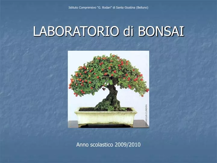 laboratorio di bonsai