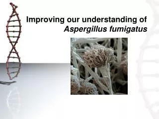 Improving our understanding of Aspergillus fumigatus