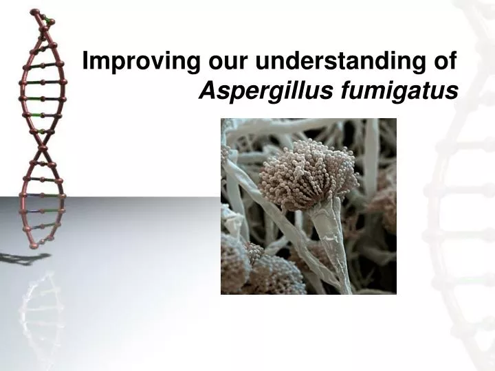 improving our understanding of aspergillus fumigatus