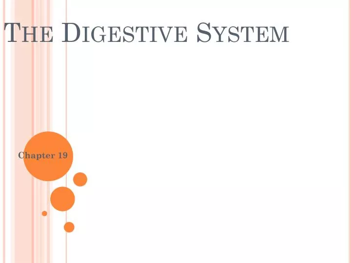 the digestive system