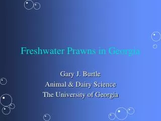 Freshwater Prawns in Georgia