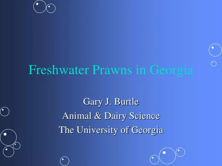 freshwater prawns in georgia