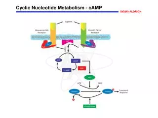 Cyclic Nucleotide Metabolism - cAMP
