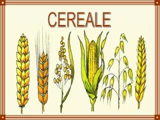 CEREALE