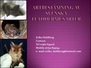 Artbestämning av svenska fladdermusarter