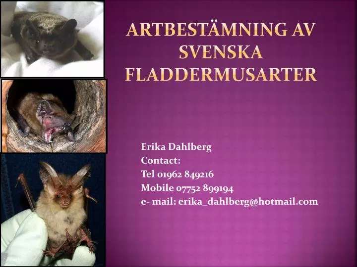 artbest mning av svenska fladdermusarter