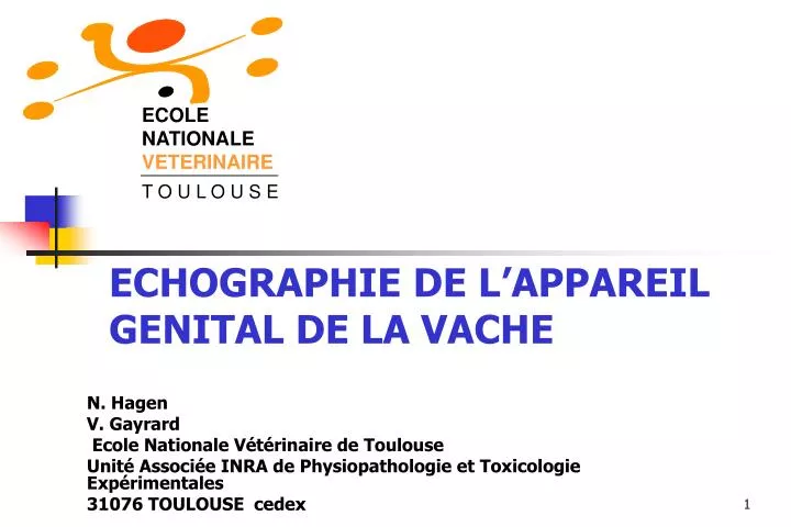 echographie de l appareil genital de la vache