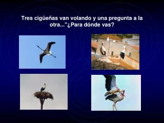 tres cig e as van volando y una pregunta a la otra para d nde vas