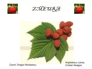 zmeura