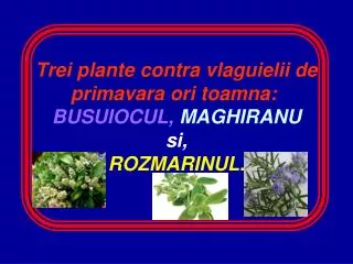 Trei plante contra vlaguielii de primavara ori toamna:  BUSUIOCUL, MAGHIRANU si, ROZMARINUL.