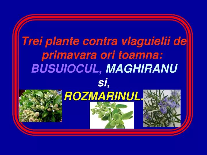 trei plante contra vlaguielii de primavara ori toamna busuiocul maghiranu si rozmarinul