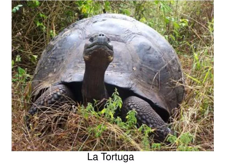 la tortuga