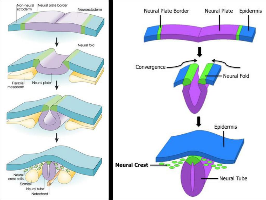 PPT - MARROW PowerPoint Presentation, free download - ID:1730032