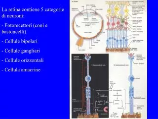 La retina contiene 5 categorie di neuroni: Fotorecettori (coni e bastoncelli) Cellule bipolari Cellule gangliari Cel