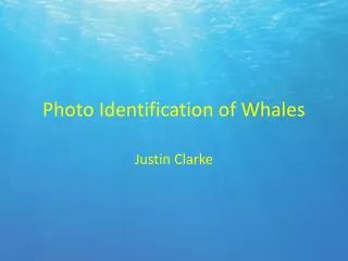 Photo Identification of Whales