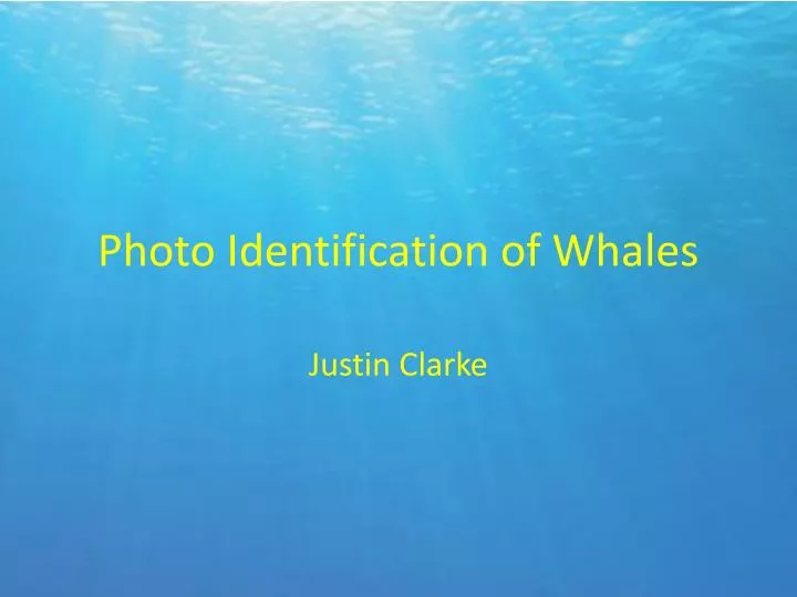 photo identification of whales