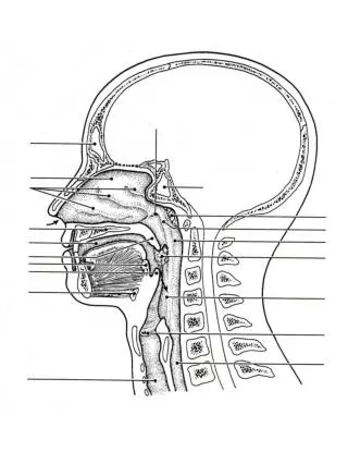 Know respiratory and digestive structures on the head model