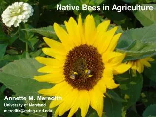 Native Bees in Agriculture