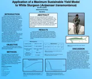 Application of a Maximum Sustainable Yield Model to White Sturgeon ( Acipenser transmontanus )