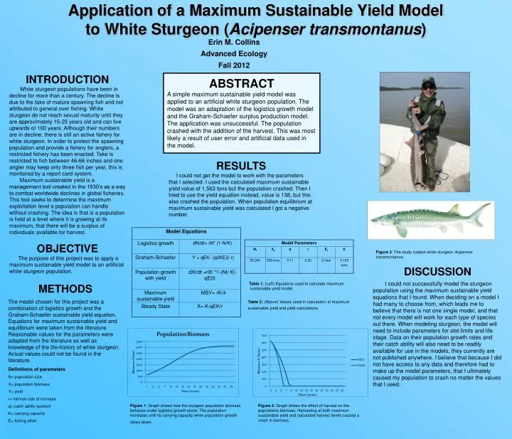 application of a maximum sustainable yield model to white sturgeon acipenser transmontanus