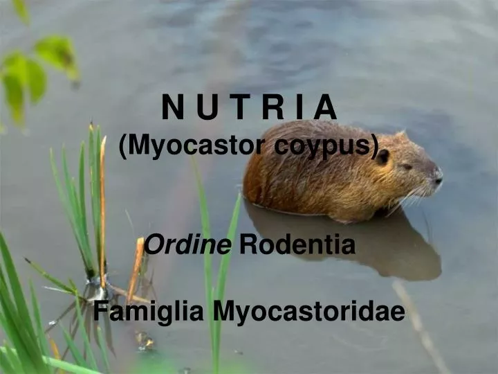 n u t r i a myocastor coypus ordine rodentia famiglia myocastoridae