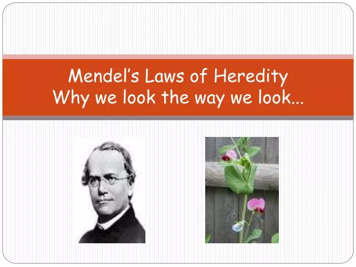 mendel s laws of heredity why we look the way we look