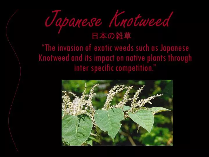japanese knotweed