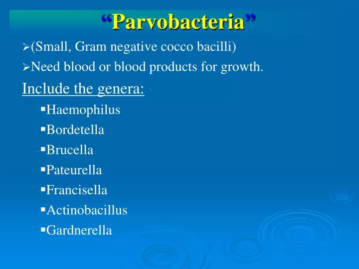 parvobacteria