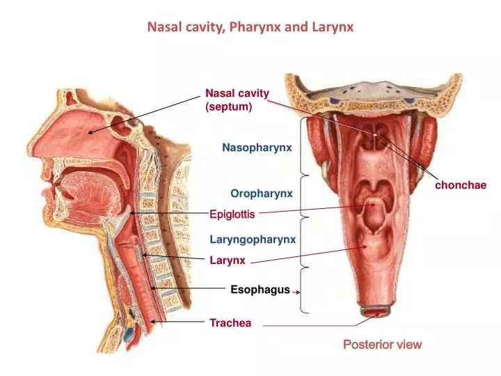 nasal cavity pharynx and larynx