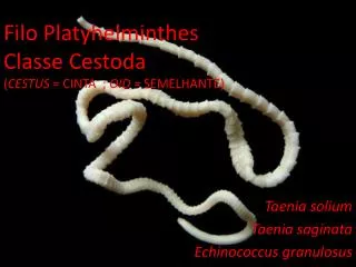 Filo Platyhelminthes Classe Cestoda ( CESTUS = CINTA ; OID = SEMELHANTE)