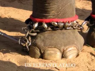 un elefante atado