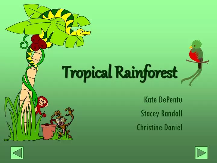 tropical rainforest