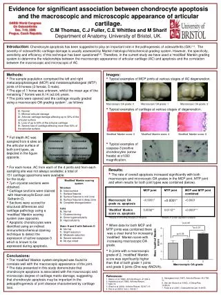 Evidence for significant association between chondrocyte apoptosis and the macroscopic and microscopic appearance of art