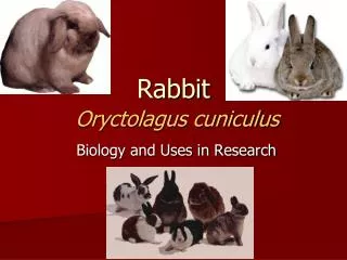 Rabbit Oryctolagus cuniculus