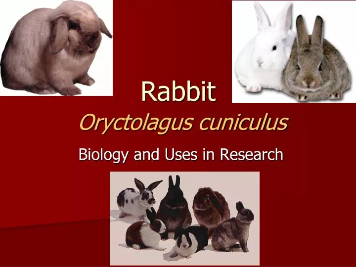 rabbit oryctolagus cuniculus