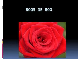 Roos De Roo