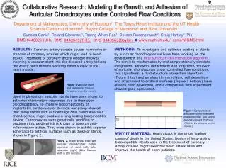 Collaborative Research: Modeling the Growth and Adhesion of Auricular Chondrocytes under Controlled Flow Conditions