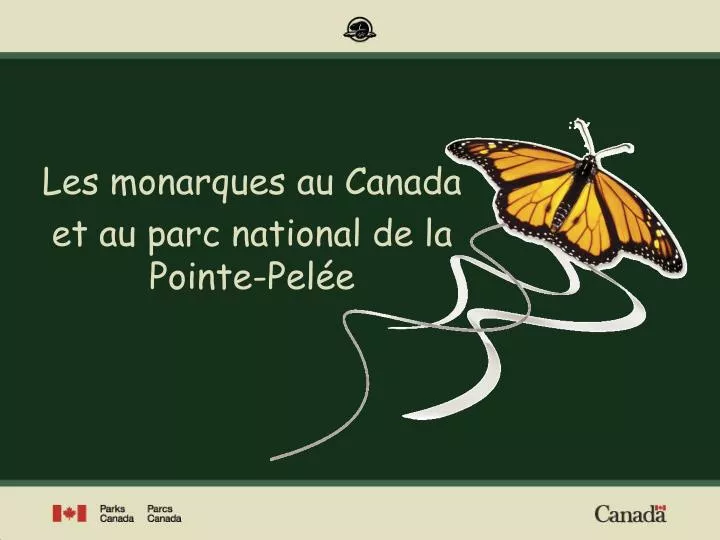 les monarques au canada et au parc national de la pointe pel e