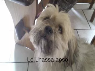 le lhassa apso