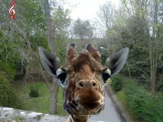 salut
